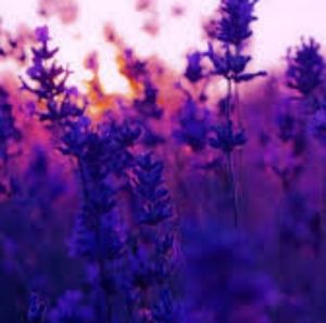 Meet your Posher, Cori